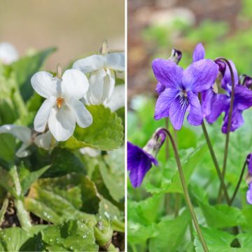Fragrant Violets Duo