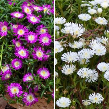 Duo of red and purple Delosperma