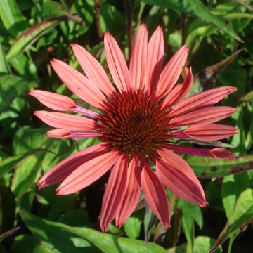 Echinacea purpurea Sunset - Purple Coneflower