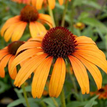 Echinacea Tangerine Dream - Purple Coneflower
