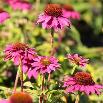 Echinacea purpurea PowWow Wild Berry 