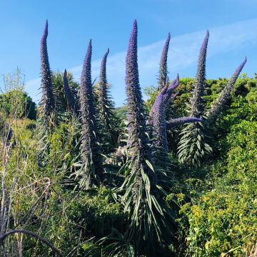 Echium pininana 