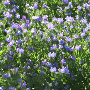 Seeds of Echium vulgare 'Blue Bedder' Seeds of Echium vulgare 'Blue Bedder'