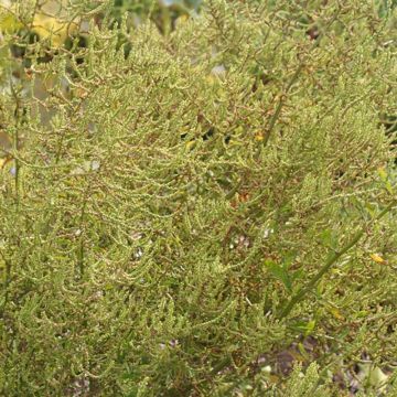 Organic Mexican Tea - Ferme de Sainte Marthe seeds