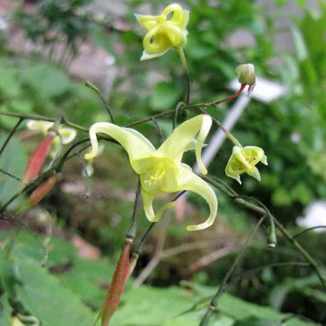 Epimedium ilicifolium - Barrenwort