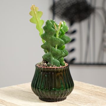 Fishbone cactus - Epiphyllum anguliger