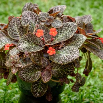 Episcia cupreata 'Country Brilliance' - Violette flamboyante, Épiscia Country Brilliance
