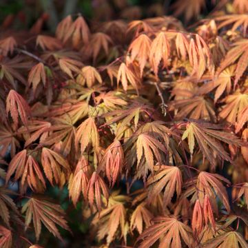 Acer palmatum Ariadne - Japanese Maple