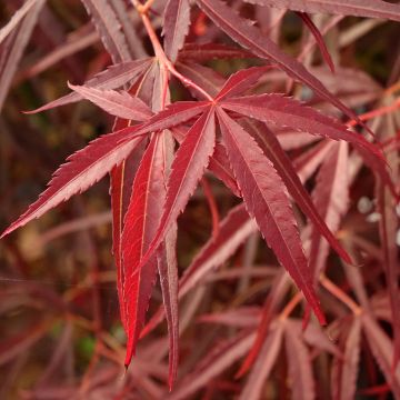 Acer palmatum Red Pygmy - Japanese Maple
