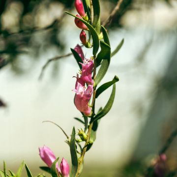 Eremophila laanii -  Emu bush