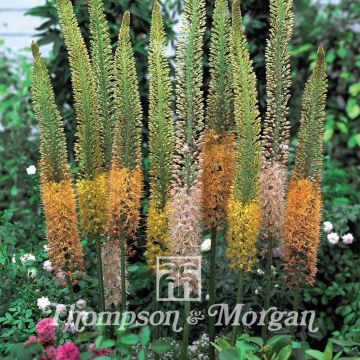Eremurus stenophyllus Cathedral Mixed - Foxtail Lily