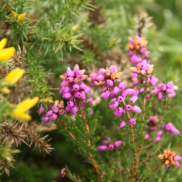 Erica cinerea - Winter Heath