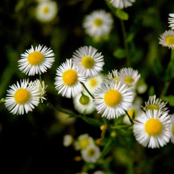 Erigeron annuus, Fleabane