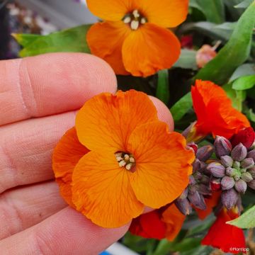 Erysimum cheiri Colour Vibe Orange - Perennial wallflower