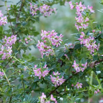 Escallonia (x) virgata Apple Blossom