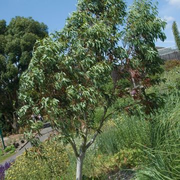 Eucalyptus niphophila seeds - Snow gum