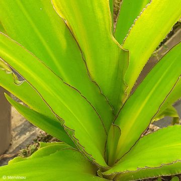 Eucomis comosa Can Can - Pineapple flower