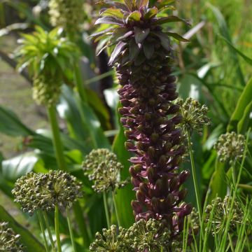 Eucomis comosa Indian Summer - Pineapple lily