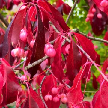 Euonymus grandiflorus Ruby Wine - Spindle