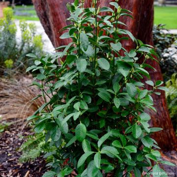 Euonymus japonicus Green Milennium - Japanese spindle