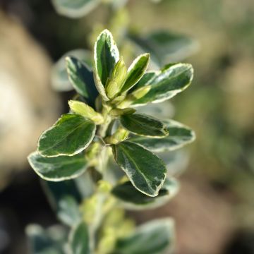 Euonymus japonicus Suzanne