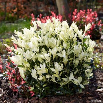 Euonymus japonicus Himalaya® - Japanese spindle
