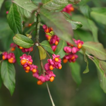 Euonymus latifolius 