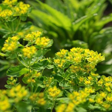 Euphorbia cornigera - Spurge