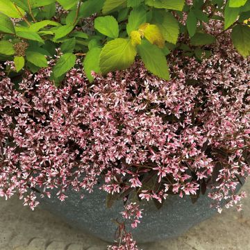 Euphorbia hypericifolia Shades in Pink®