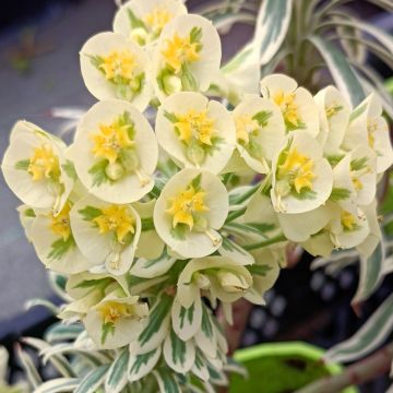 Euphorbia characias Tasmanian Tiger - Spurge