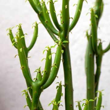 Euphorbia tirucalli - Pencil cactus