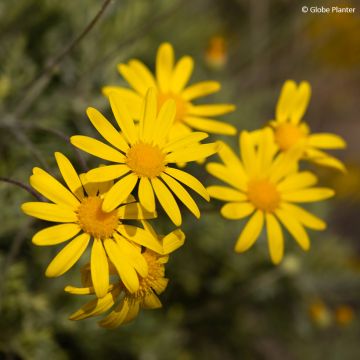 Euryops Infinity - African bush daisy