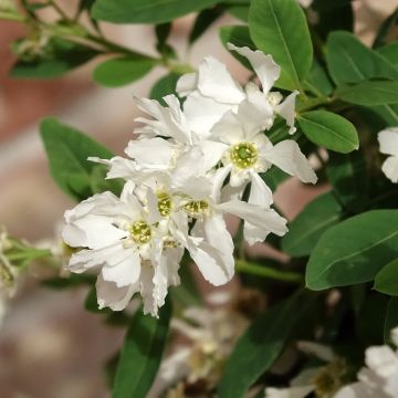 Exochorda macrantha  The Bride
