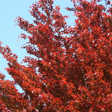 Fagus sylvatica Atropunicea