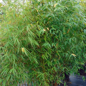 Fargesia robusta Campbell - Bambou non traçant Fargesia robusta Campbell - Bambou non traçant