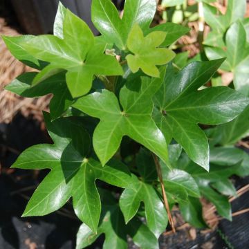 x Fatshedera lizei - Tree ivy