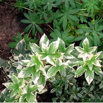Fatshedera  lizei Variegata