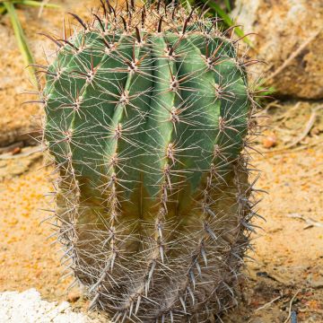 Ferocactus emoryi - Red barrel cactus 
