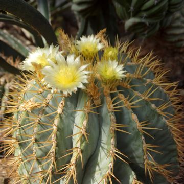 Ferocactus glaucescens - Glaucous barrel cactus