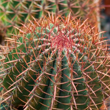 Ferocactus gracilis subsp. coloratus - Barrel cactus 