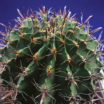 Ferocactus horridus - Barrel cactus 