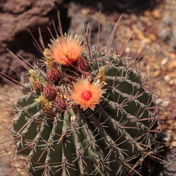 Ferocactus emoryi subsp. rectispinus - Barrel cactus