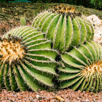 Ferocactus schwarzii - Barrel cactus