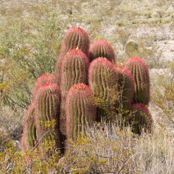 Ferocactus stainesii - Mexican fire barrel cactus