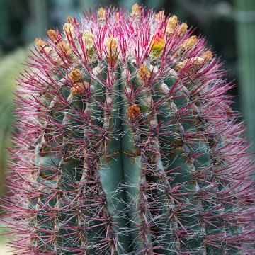 Ferocactus stainesii var. pilosus - Mexican fire barrel cactus