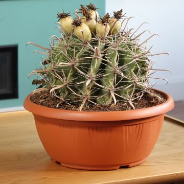 Ferocactus horridus - Barrel cactus 