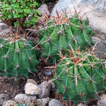 Ferocactus latispinus  - Devil's tongue barrel cactus