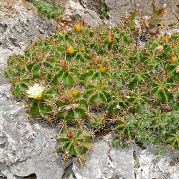 Ferocactus robustus - Barrel cactus