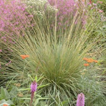 Fétuque - Festuca mairei Fétuque - Festuca mairei