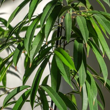 Ficus Alii - Narrow-leaf fig Ficus Alii - Narrow-leaf fig